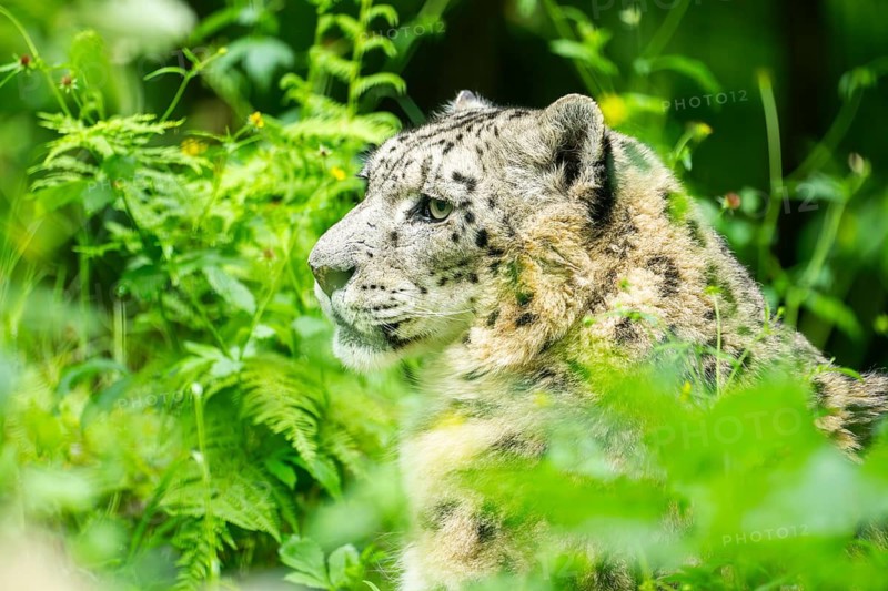 Snow leopard (Panthera uncia syn. Uncia uncia) in the forest, Germany