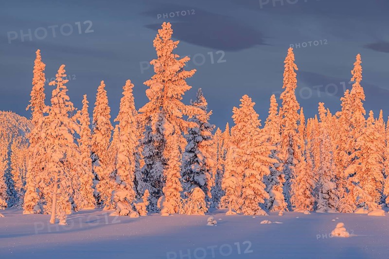 Snow-covered trees, sunrise, morning light, winter, near Porjus, Lapland, Sweden