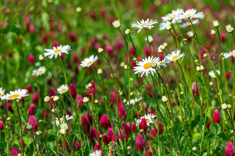 Flowering meadow with daisies (Leucanthemum) and incarnate clover (Trifolium incarnatum) in bloom, Saxony, Germany