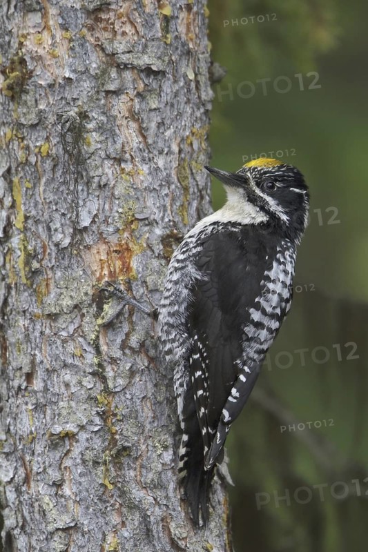 American Three-toed Woodpecker (Picoides dorsalis) male, British Columbia, Canada
