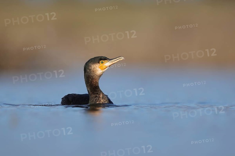 A large cormorant swims gracefully through the tranquil waters of Puebla de BeleÃ±a, Spain. The bird distinctive plumage contrasts with the calm blue surface, symbolizing nature serenity