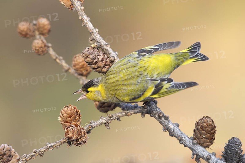 Eurasian Siskin (Spinus spinus) male, St. Gallen, Switzerland