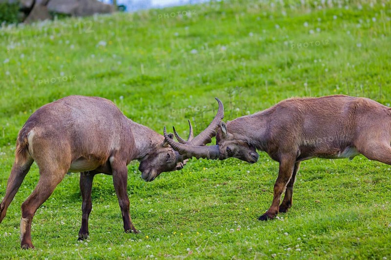 Two young male ibex (Capra ibex) playfight on a green meadow