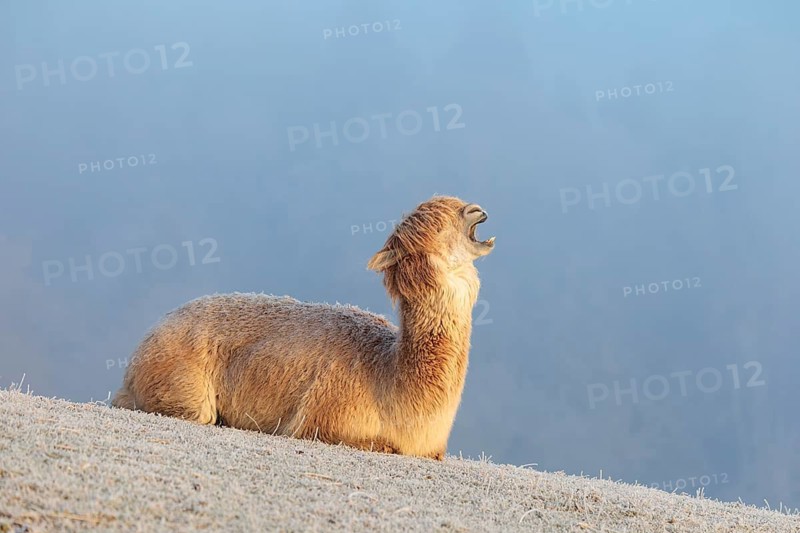 Alpaca (Vicugna pacos), yawning, white animal, adult animal, female animal, resting, frost-covered meadow, hilly terrain, forest, fog, winter, snow, minus 15 °C, farm animal, Slovakia