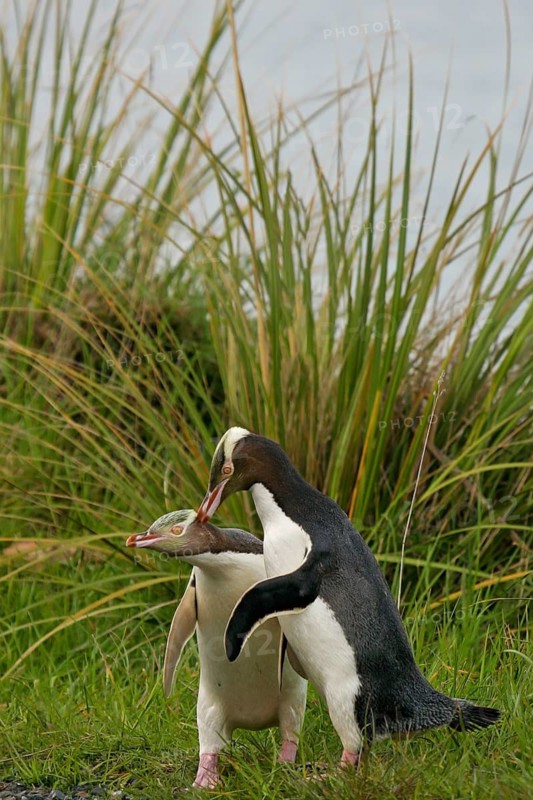 Yellow-eyed Penguin (Megadyptes antipodes) pair displaying, South Island, New Zealand