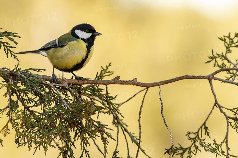 Great Tit (Parus major), perched on a branch, Cantalejo, Castile and Leon, Spain