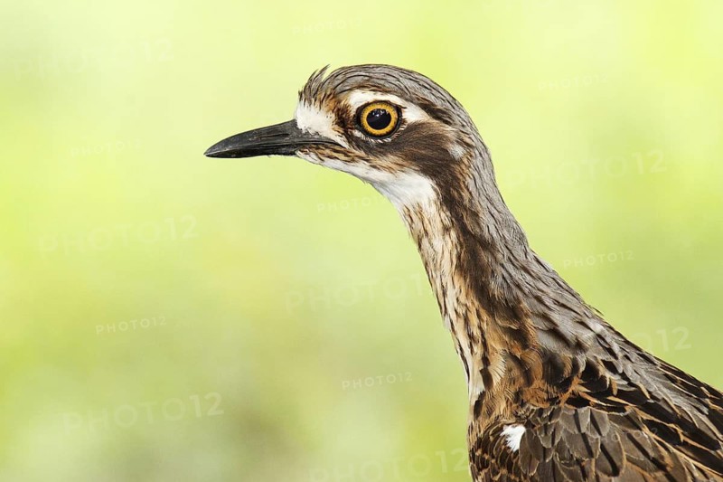 Bush Stone-curlew (Burhinus grallarius), Queensland, Australia