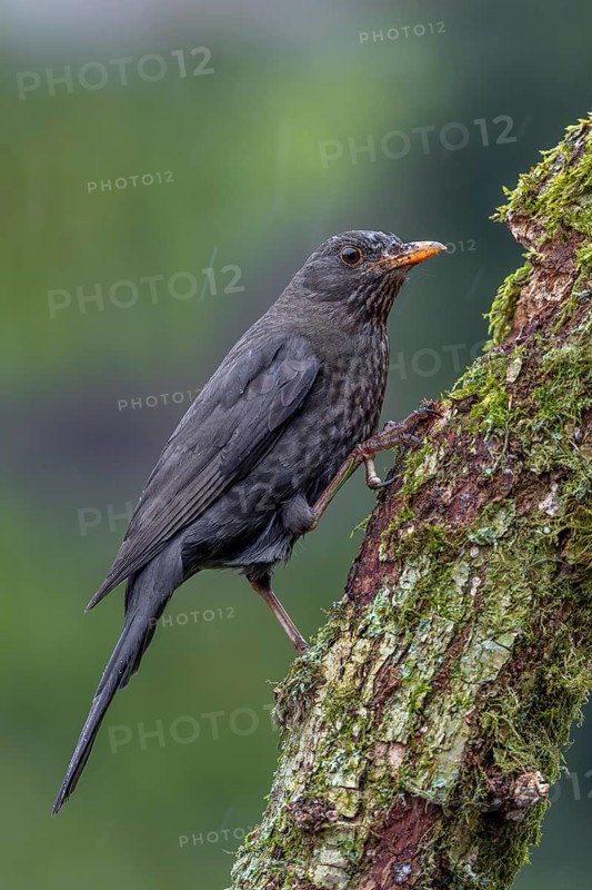 Female blackbird (Turdus merula) looking for food on the branch of an oak tree, April, Germany
