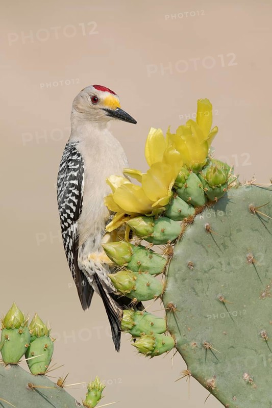 Golden-fronted Woodpecker (Melanerpes aurifrons) male perched on a cactus, Texas, USA
