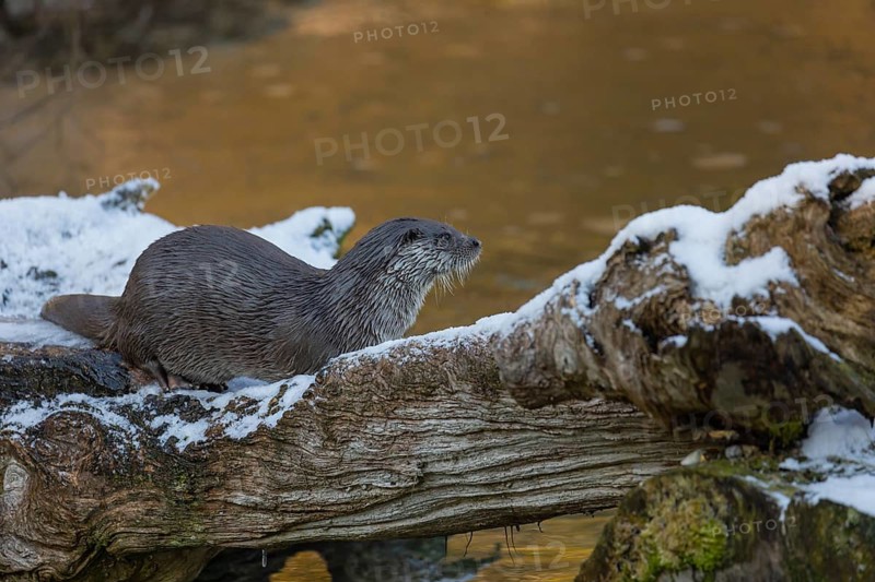One Eurasian otter (Lutra lutra), resting on a snow covered fallen tree lying in a frozen river