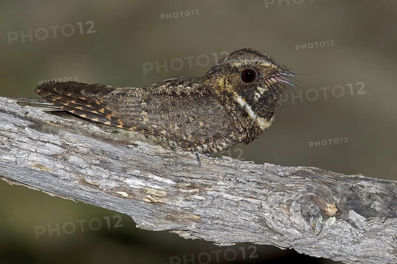 Mexican Whip-Poor-Will (Antrostomus arizonae) perched on a branch in southern Arizona, USA