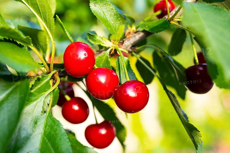 Sour cherries (Prunus cerasus) ripen on the cherry tree and glow red