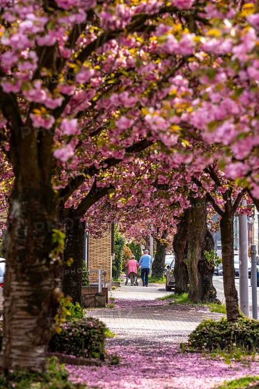 Blooming cherry trees on Saarner Straße in Mülheim an der Ruhr, seniors, spring, North Rhine-Westphalia, Germany