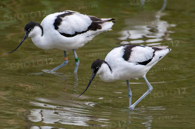 Avocet, Recurvirostra avosetta, saber beaks, birds, charadriiformes, limikolen, birds, waders, waterbirds, waders