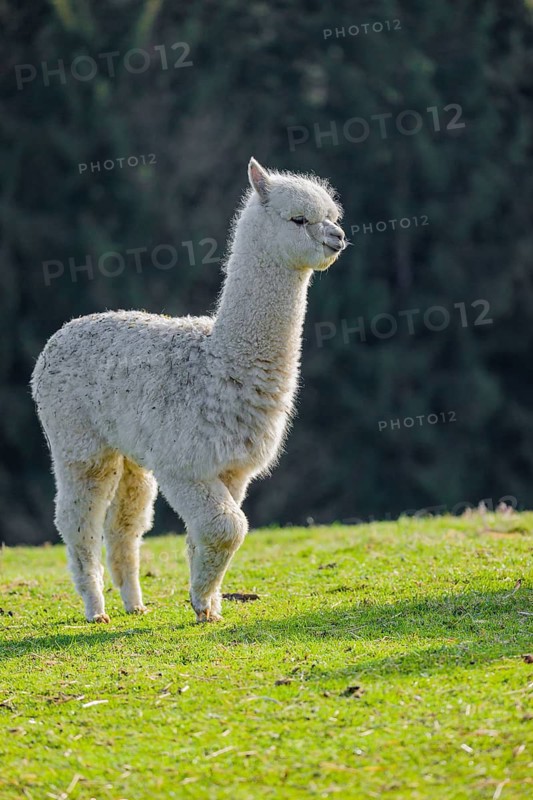 One young white Alpaca (Vicugna pacos) stands on a green meadow . A forest is in the distant background