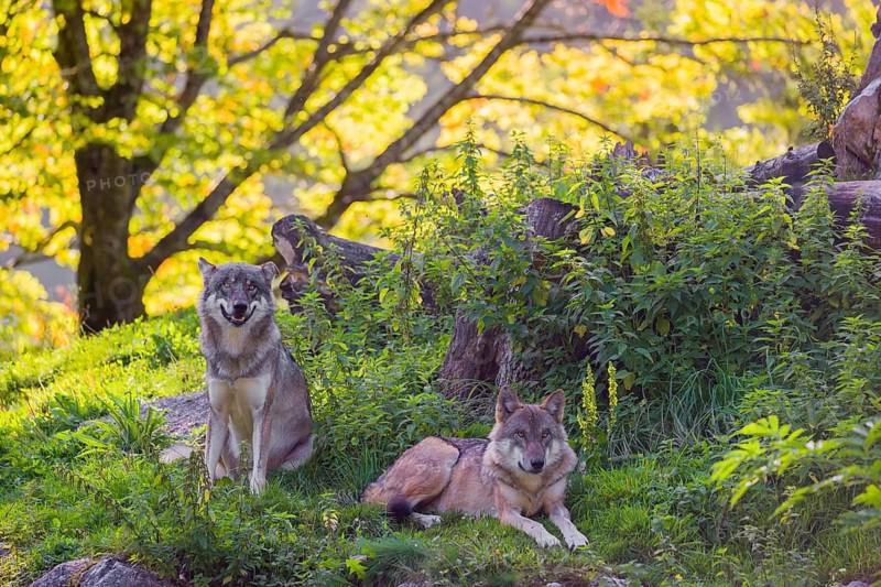 Two eurasian gray wolves (Canis lupus lupus) rest on a small hill between logs and rocks with a colorful fall foliage in the background