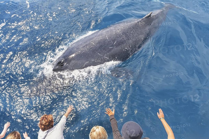 People on boat watching Humpback whale (Megaptera novaeangliae), Hervey Bay, Queensland, Australia
