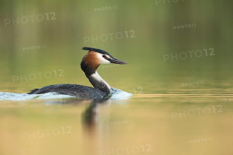Great Crested Grebe (Podiceps cristatus), North Rhine-Westphalia, Germany