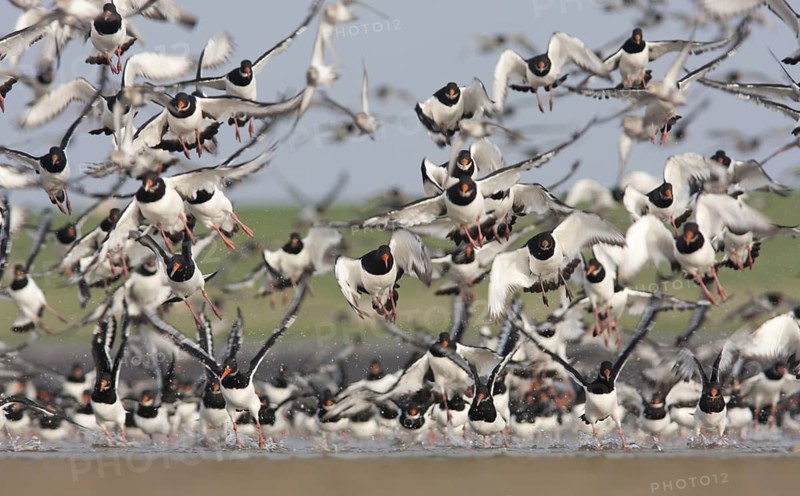 Eurasian Oystercatcher (Haematopus ostralegus), Schleswig-Holstein, Germany