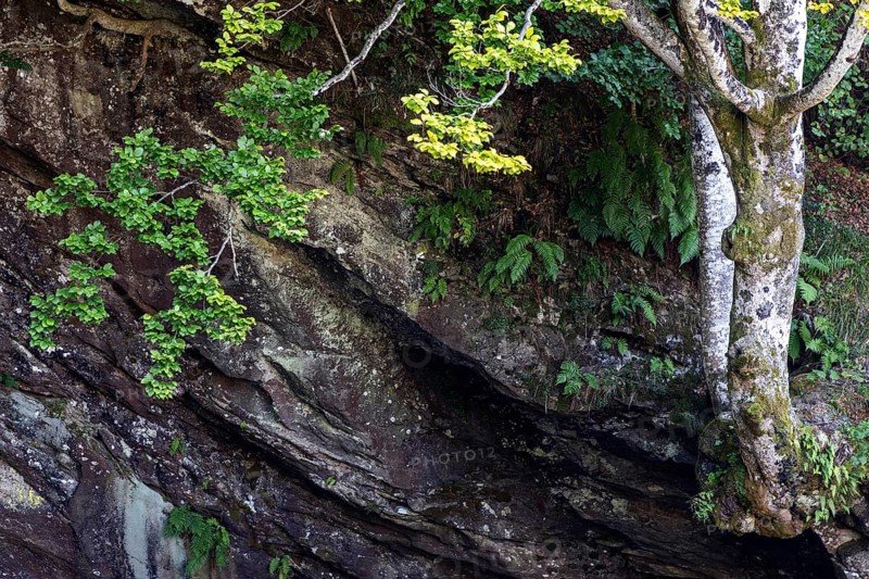 Rock with beech (Fagus), Verzasca Valley, Valle Verzasca, Canton Ticino, Switzerland