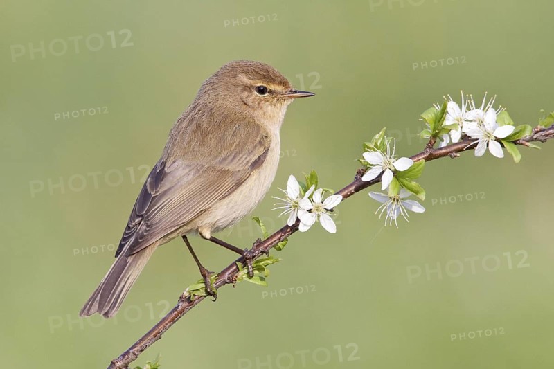 Common Chiffchaff (Phylloscopus collybita), St. Gallen, Switzerland