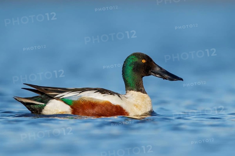 Northern Shoveler (Anas clypeata) in a pond near Nome, Alaska