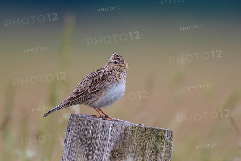 Eurasian Skylark (Alauda arvensis) perched on pale with food in beak, North Rhine-Westphalia, Germany