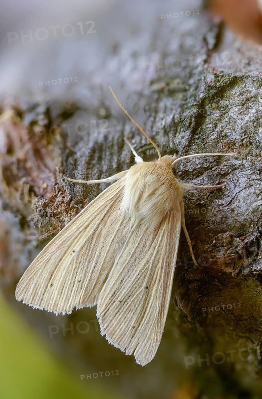 Pale grass owl, grass owl, mythimna pallens, sideridis pallens, common wainscot, high size, portrait format, insects, moths, moths, butterflies