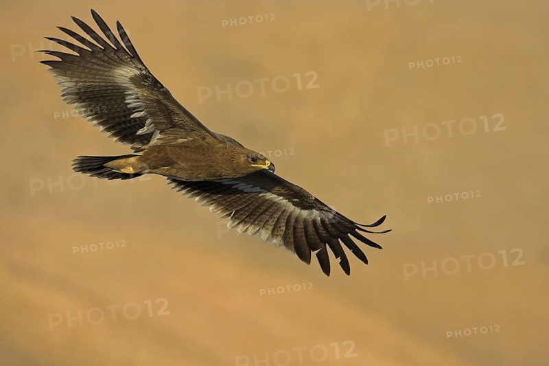 Steppe Eagle (Aquila nipalensis), Oman