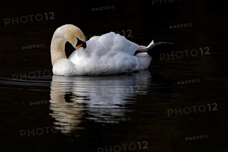 Mute Swan (Cygnus olor), Baden-Wuerttemberg, Germany