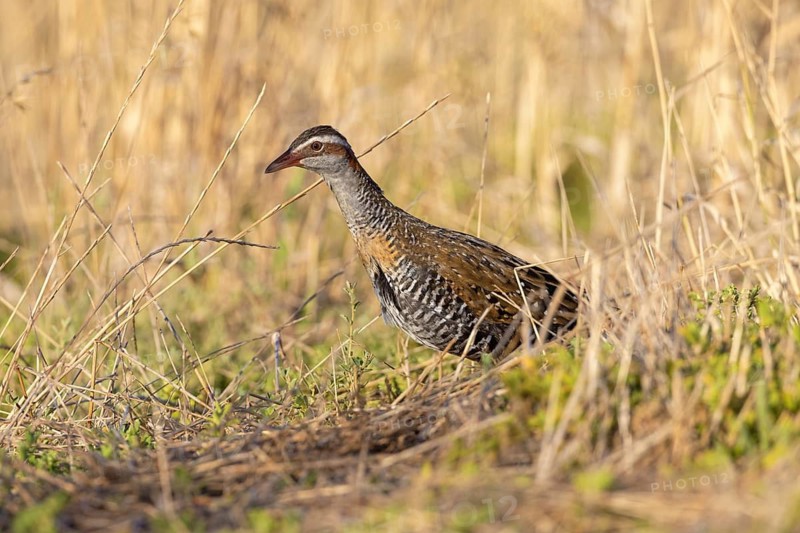 Buff-banded Rail (Gallirallus philippensis) female, Victoria, Australia