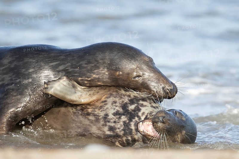 Atlantic grey seal (Halichoerus grypus) two adult animals in love courting in the breaking waves of the sea on a seaside beach, England, United Kingdom