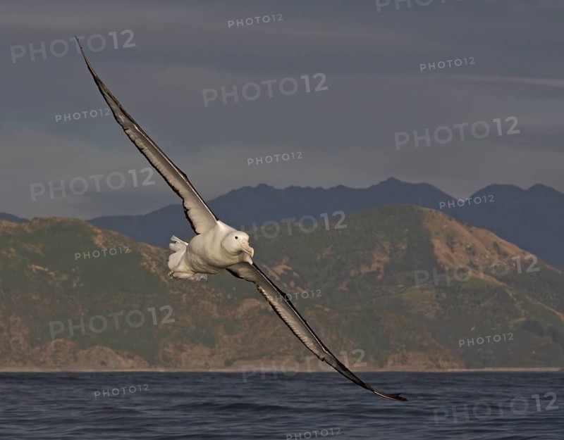 Northern Royal Albatross (Diomedea sanfordi) flying, Turoa, New Zealand