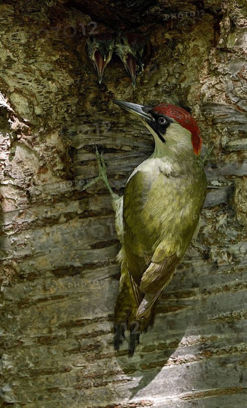 European Green Woodpecker (Picus viridis) female feeding chick in nest hole, North Rhine-Westphalia, Germany