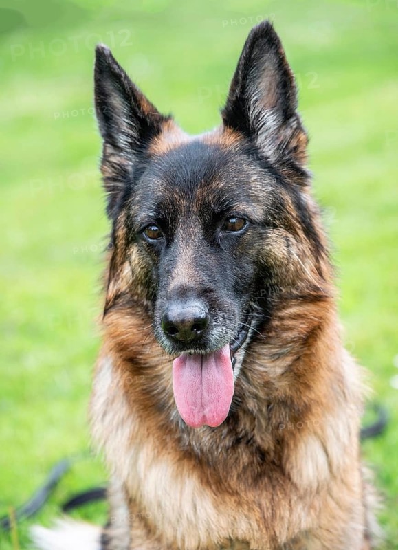 German Shepherd, female, portrait, attentive, sitting on lawn in Ystad, Skåne County, Sweden, Scandinavia