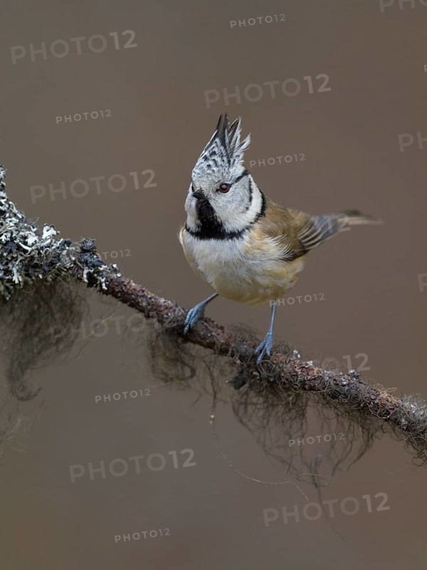 Crested Tit (Lophophanes cristatus), on a branch covered with bearded lichen, Biosphere Reserve, Swabian Alb, Baden-Württemberg, Germany