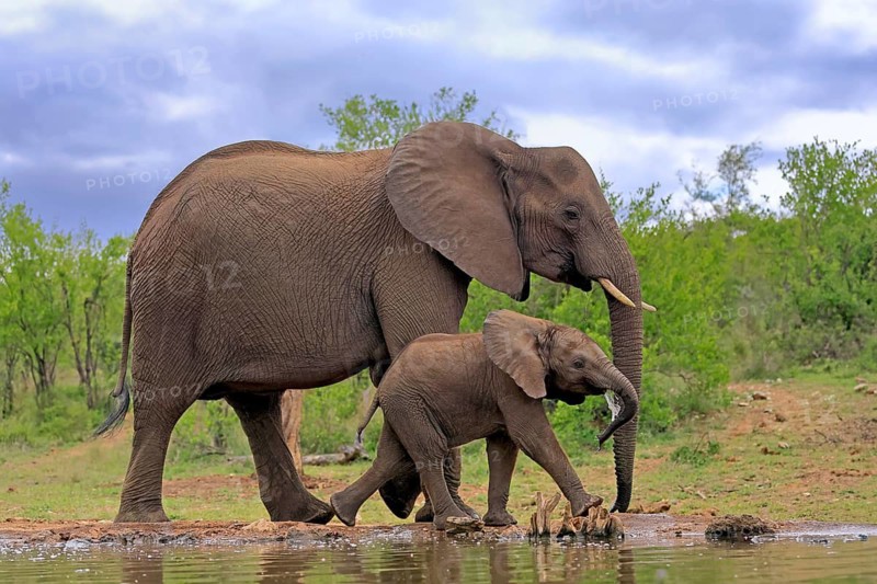 African elephant (Loxodonta africana), juvenile, mother, adult, female, mother with juvenile, at the water, drinking, Kruger National Park, Kruger National Park, South Africa