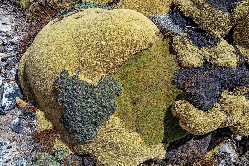 Areta plant (Azorella compacta), an extremely slow-growing cushion plant found in the Andes, the Cordillera Blanca, northern Peru, Peru, South America