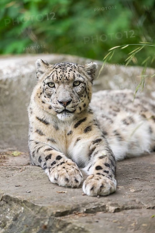 Snow leopard (Panthera uncia) lying on a rock, captive, habitat in Asia