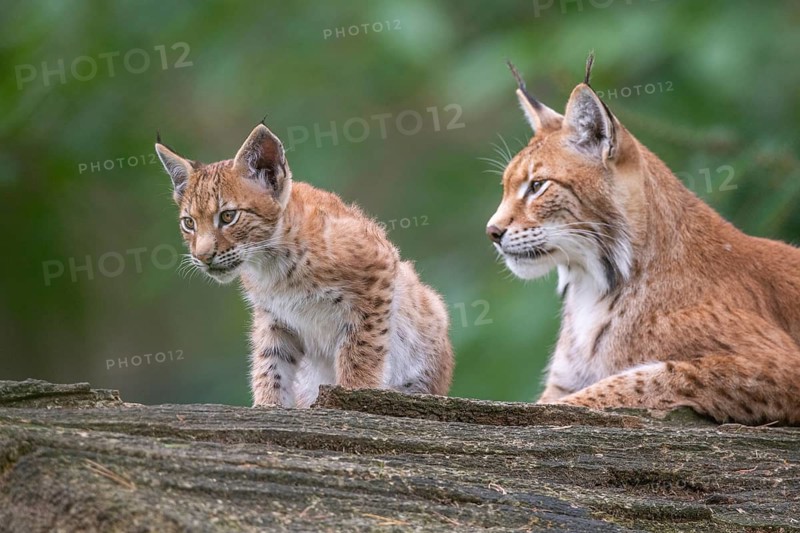 Lynx (Lynx lynx) with young, Haltern, North Rhine-Westphalia, Germany