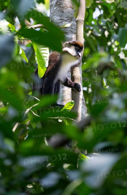 Red-tailed guenon or Congo white-nosed guenon (Cercopithecus ascanius schmidti), Bigodi, Western Region, Uganda