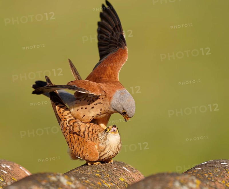 Pair of lesser kestrels (Falco naumanni), copula on the roof of an abandoned finca, Extremadura, Spain