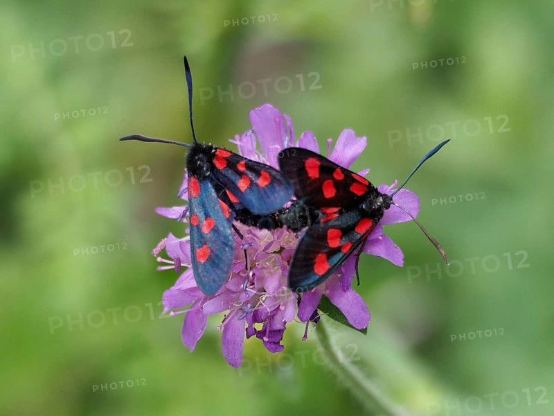 Two honeysuckle burnet moths (Zygaena lonicerae), burnet moths, droplets of blood on a purple flower in the wild, Goms, Canton of Valais, Switzerland
