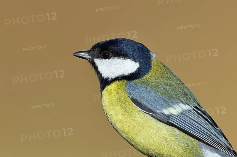 Great tit (Parus major), animal portrait, Wilnsdorf, North Rhine-Westphalia, Germany