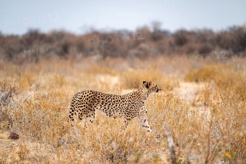 Cheetah (Acinonyx jubatus) runs in dry savanna, Etosha National Park, Namibia