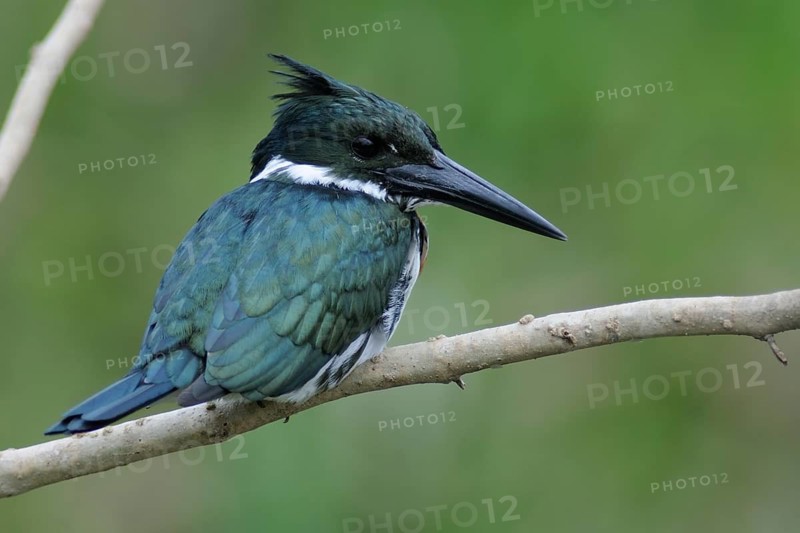 Amazon Kingfisher (Chloroceryle amazona), Pantanal, Brazil