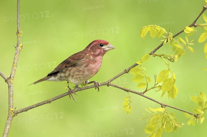 Purple Finch (Haemorhous purpureus) male, British Columbia, Canada