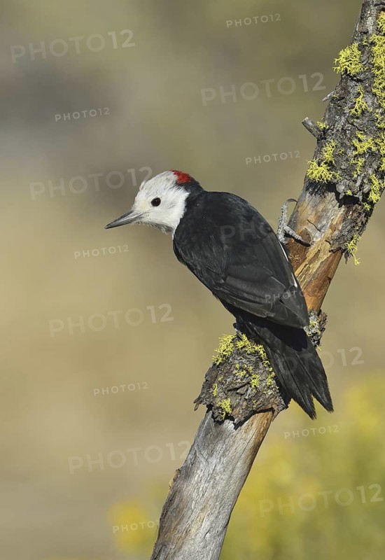 White-headed Woodpecker (Leuconotopicus albolarvatus), Oregon, USA