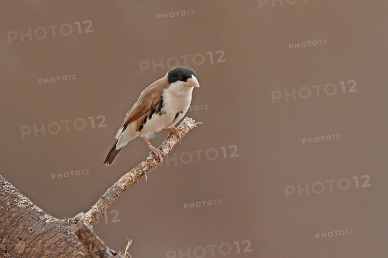 Black-capped Social Weaver (Pseudonigrita cabanisi), Samburu, Kenya