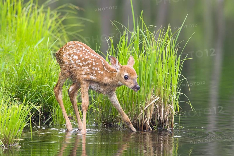 White-tailed deer (Odocoileus virginianus), Minnesota, USA. A young fawn stands on the bank of a body of water amidst the lush countryside